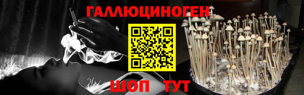 Хасавюрт  цены наркотик  Вход с VPN  Псилоцибиновые грибы MAGIC MUSHROOMS 